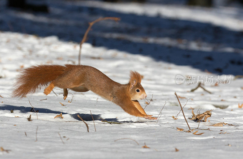 冬季奔跑红松鼠(Sciurus vulgaris